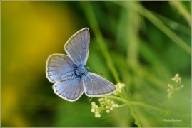 <p>MODRÁSEK UŠLECHTILÝ (Polyommatus amandus) ----- /Amanda's blue - Vogelwicken-Bläuling/</p>